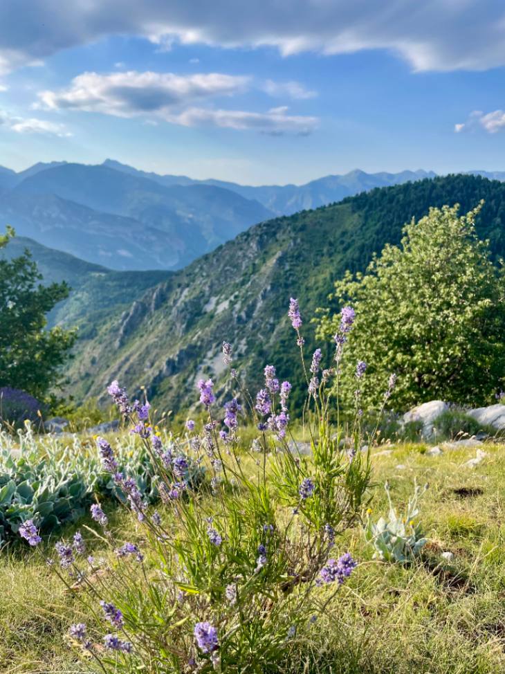 Lavendel auf dem Baisse D'Anan